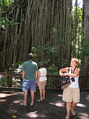 145 Curtain Fig Tree